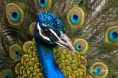 /album/zoo/img-1509-masolata-jpg/